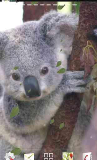Baby Koala Live Wallpaper 3