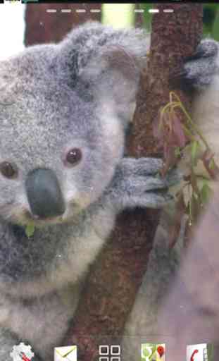 Baby Koala Live Wallpaper 4