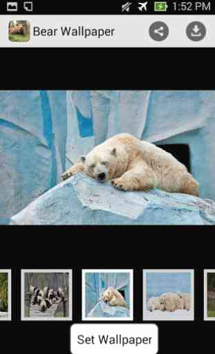 Bear Wallpaper HD 3