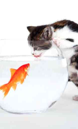 cat fish wallpaper 1