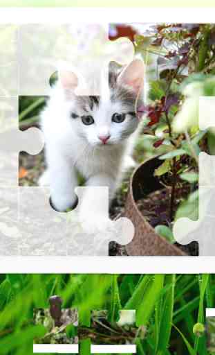 Cats puzzle 2