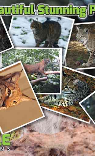 Free Wild Cats Puzzles 2