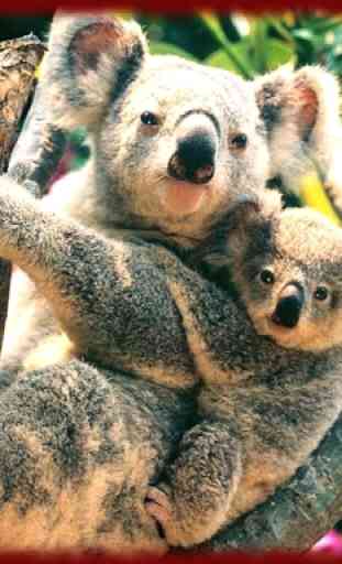 Koala Bears wallpapers 1