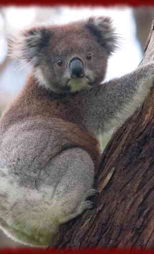Koala Bears wallpapers 3