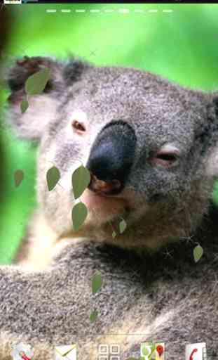 Koala Live Wallpaper 1