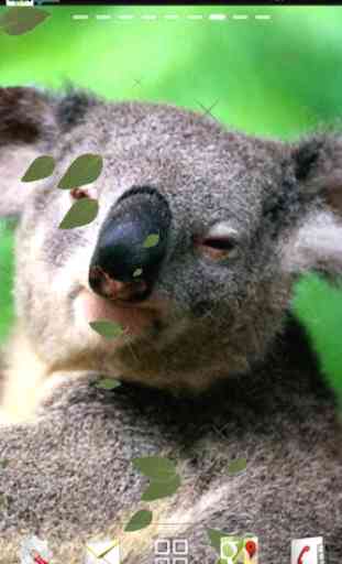 Koala Live Wallpaper 2