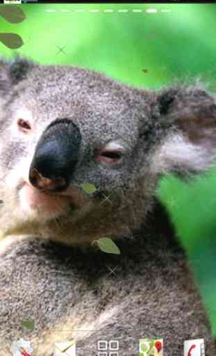 Koala Live Wallpaper 3