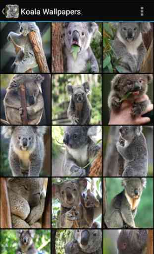 Koala Wallpapers 1