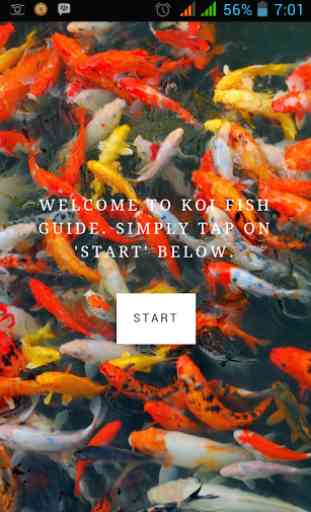 Koi Fish Guide 1