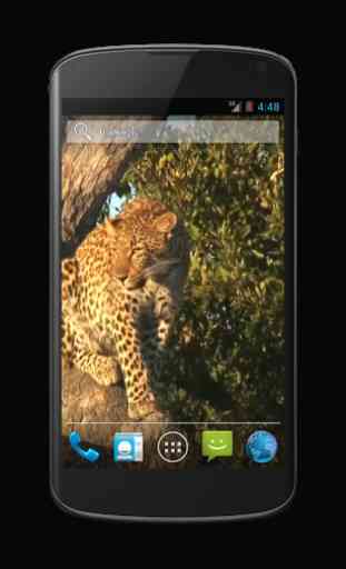 Leopard Free Video Wallpaper 2