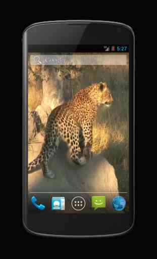 Leopard Free Video Wallpaper 3