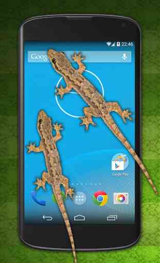 Lizard in phone 2