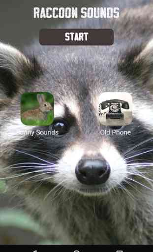 Raccoon Sounds 4