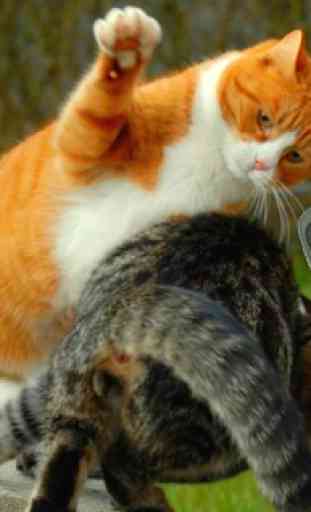 Tease Cat Provocation Fighting 2