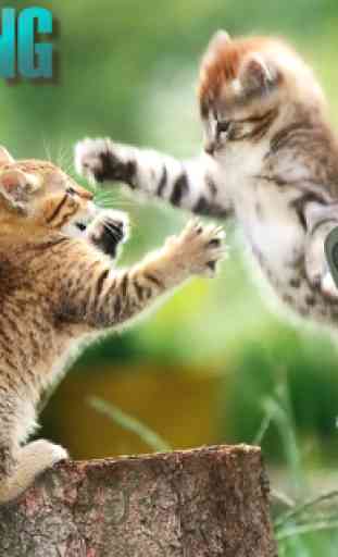 Tease Cat Provocation Fighting 3