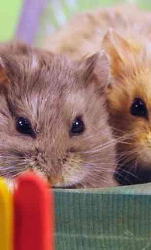 Puzzle - Cute Hamsters 1