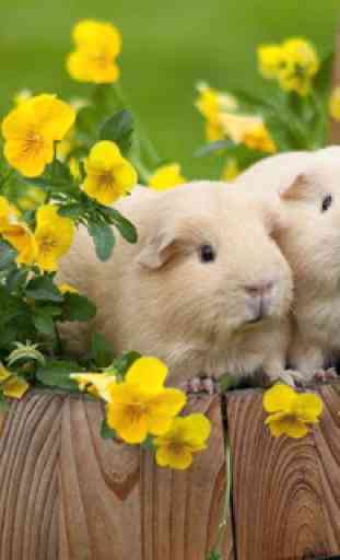 Puzzle - Cute Hamsters 4