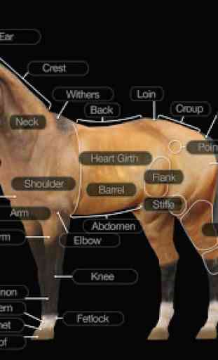 Horse Anatomy: Equine 3D 1