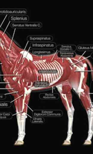 Horse Anatomy: Equine 3D 4