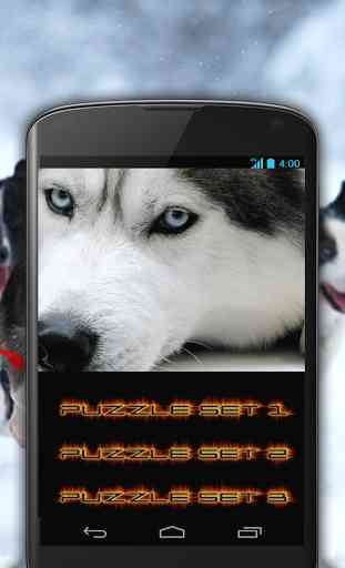 Husky Dog Rescue 3