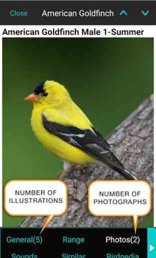 iBird Yard Plus Guide to Birds 3