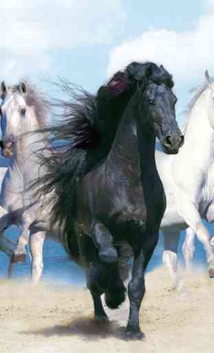 Horses Wallpapers 2