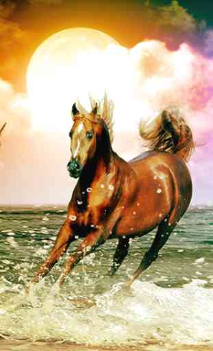 Horses Wallpapers 3