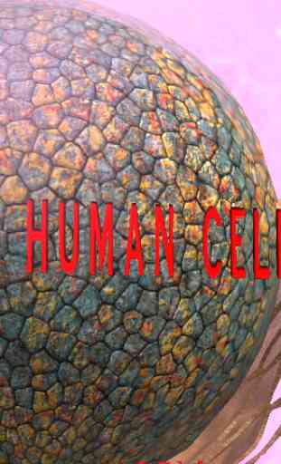 Human Cell 3D 2