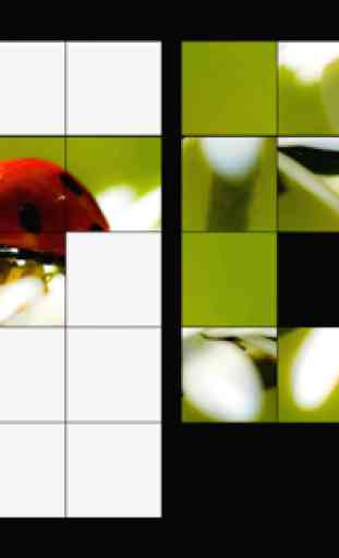 Ladybug Puzzle + LWP 2