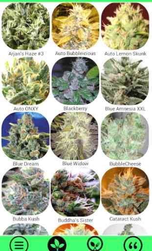 Marijuana Strain Guide 1