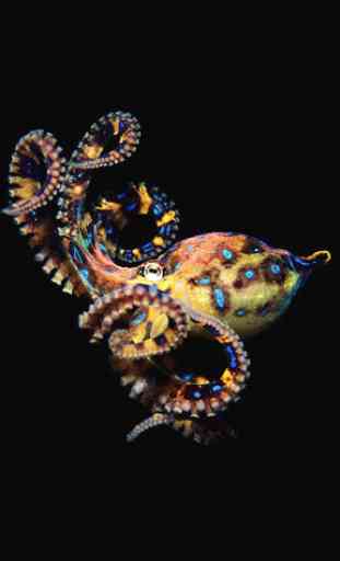 Octopus Live Wallpaper 1