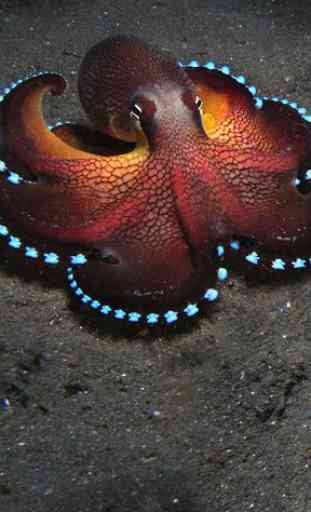 Octopus Live Wallpaper 3