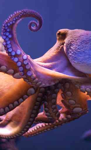Octopus Live Wallpaper 4