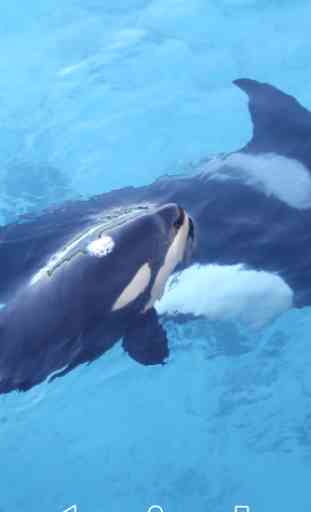 Orca Killer Whale 2