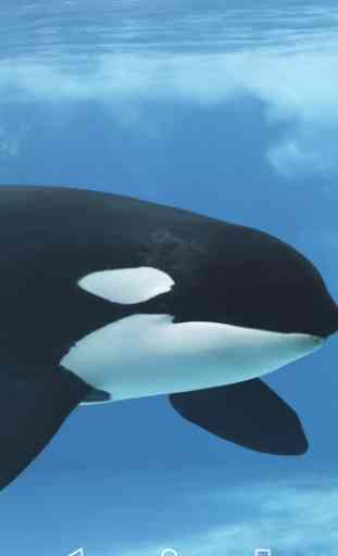 Orca Killer Whale 3