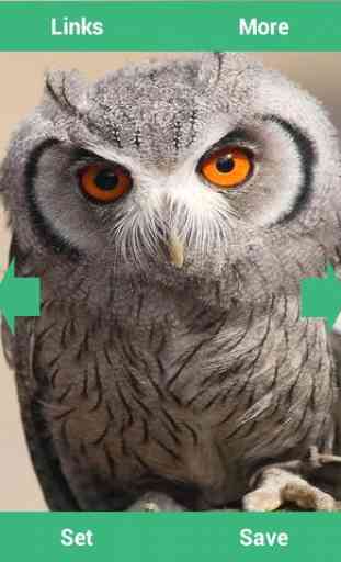 Owls Wallpapers 2