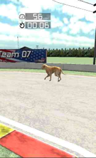 Dog Racing : Labrador 2