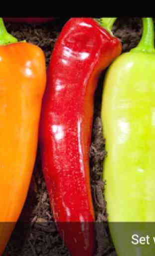 Hot Chili Peppers Wallpaper 4