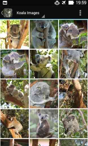 KoalaBG: Koala Wallpapers 1