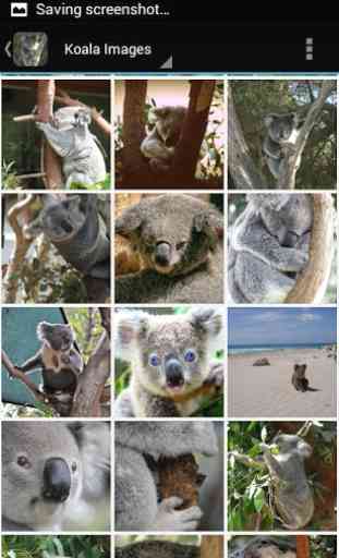 KoalaBG: Koala Wallpapers 2