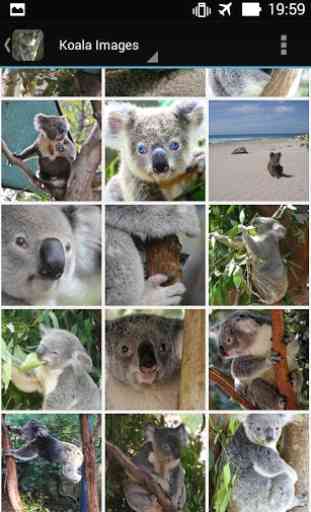 KoalaBG: Koala Wallpapers 3