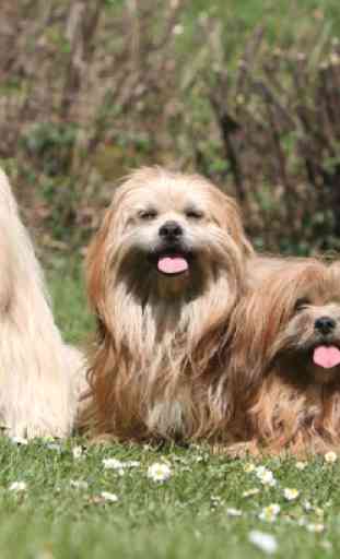 Lhasa Apso Dogs Jigsaw Puzzles 4