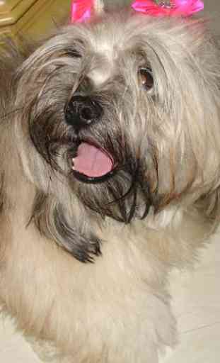 Lhasa Apso Dogs Wallpapers 1