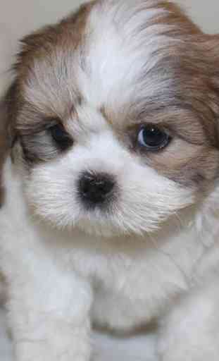 Lhasa Apso Dogs Wallpapers 2