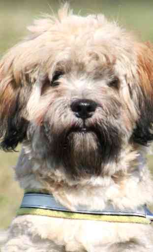 Lhasa Apso Dogs Wallpapers 3