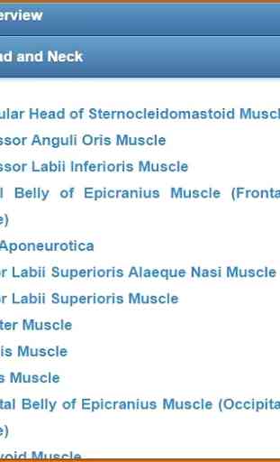 Muscular System(Anatomy) 2
