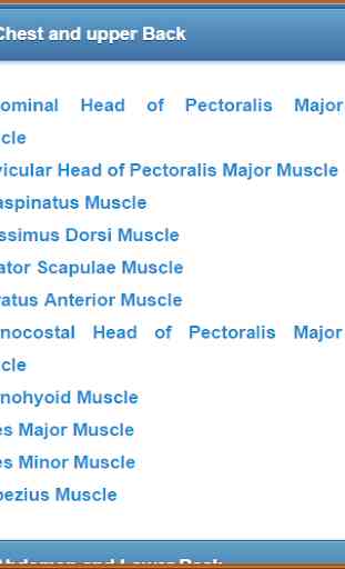 Muscular System(Anatomy) 3