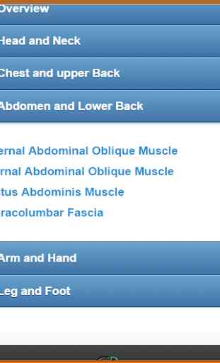 Muscular System(Anatomy) 4