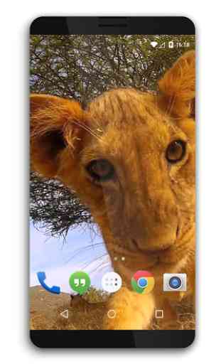 Play with Lion Cub Live WP 3