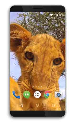 Play with Lion Cub Live WP 4